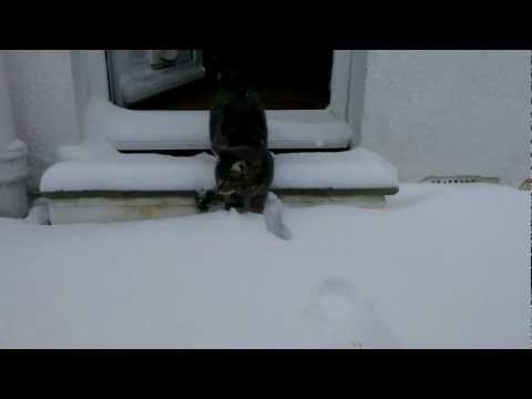 Cat meets snow...