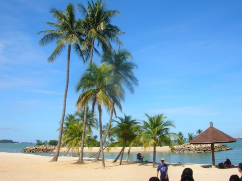 Tanjong-beach-palm-tree-Sentosa